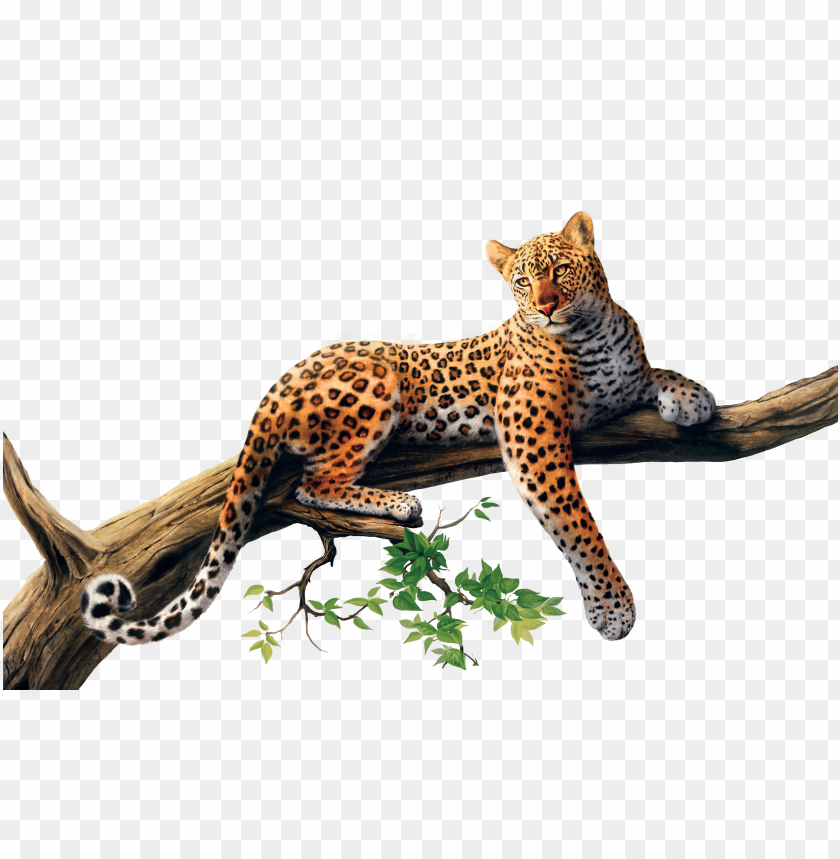 leopard, wildlife, animal art, tree branch, nature illustration, spotted fur, exotic animal