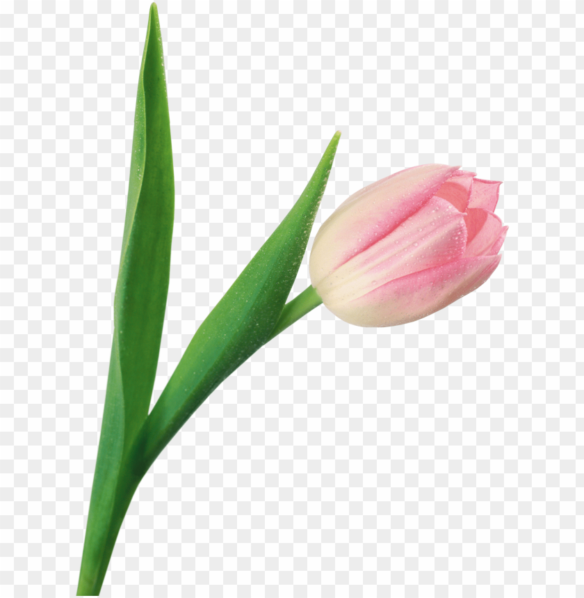 tulip, pink flower, spring blossom, green leaves, garden plant, floral decoration, nature bloom