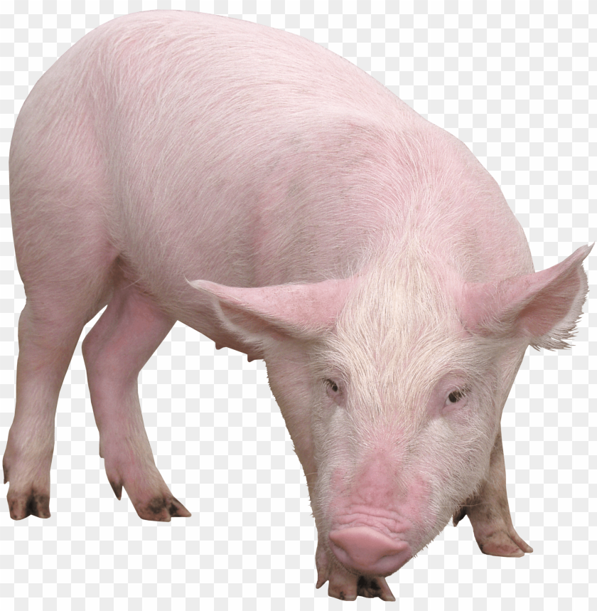 
pig
, 
animal
, 
dirty
, 
pink
, 
friendly
, 
meat
, 
food
