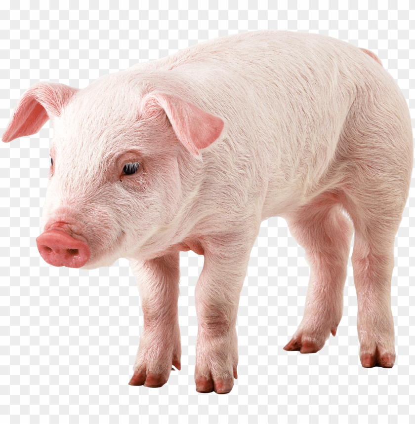 
pig
, 
animal
, 
dirty
, 
pink
, 
friendly
, 
meat
, 
food
