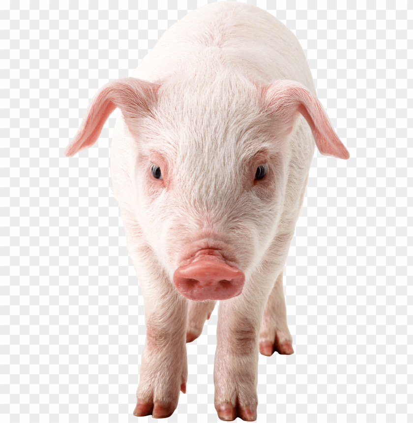 
pig
, 
animal
, 
dirty
, 
pink
, 
friendly
, 
meat
, 
food
