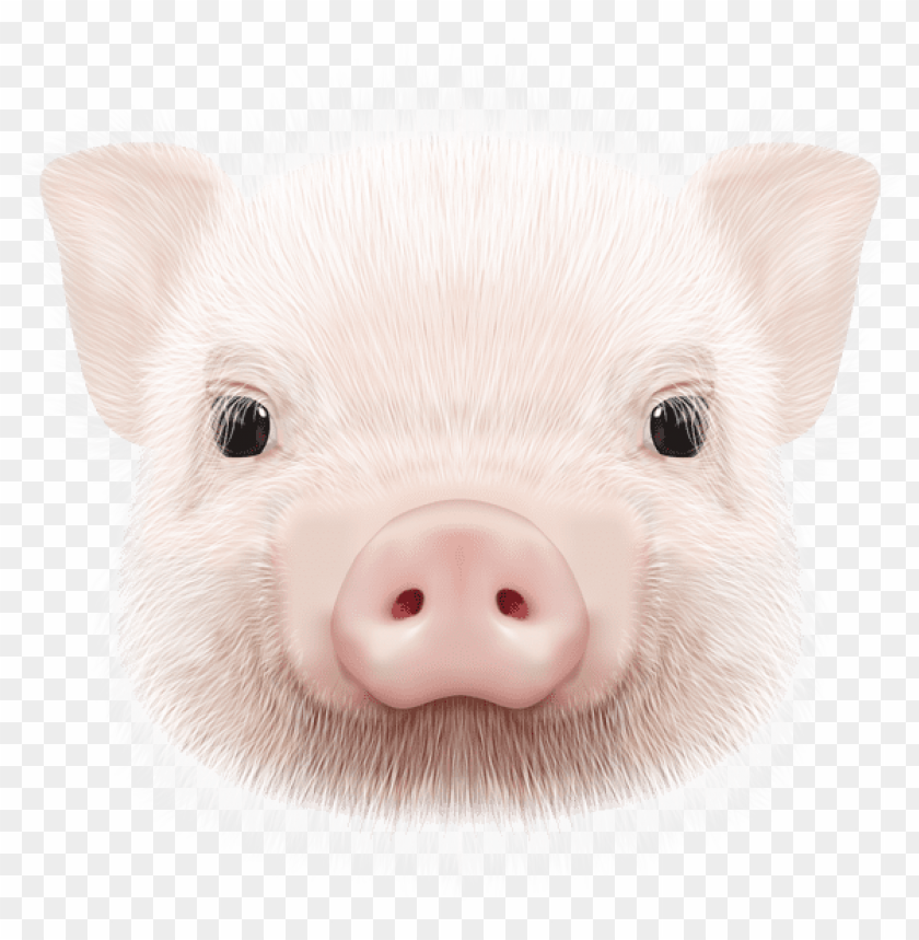 pig, cute animal, farm life, livestock, pet pig, animal face, pink features