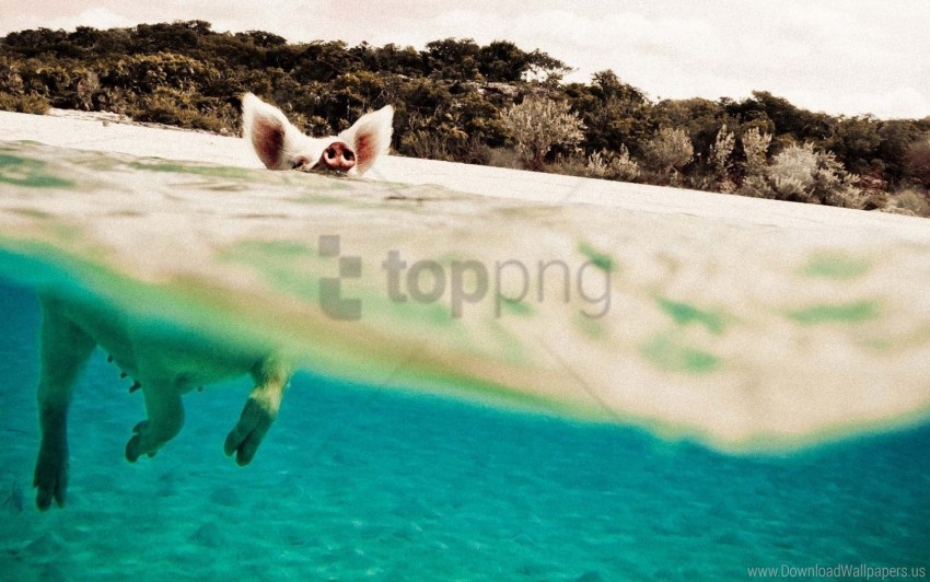 swimming pig, clear water, tropical beach, animal nature, wildlife photography, ocean scenery, playful animals