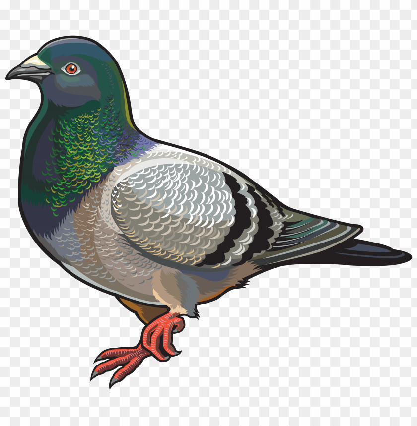 pigeon