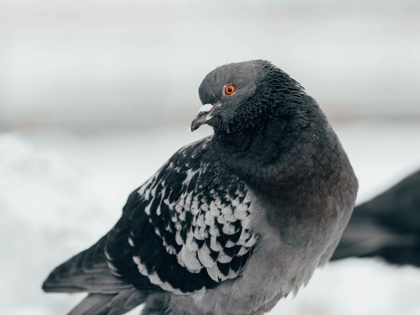 pigeon, bird, curious, gray