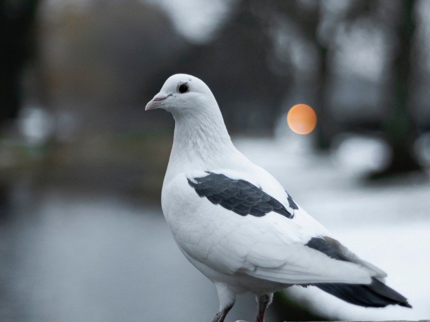 Pigeon Bird White Blur Background