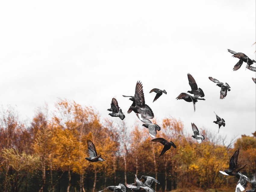 pigeons, bird, flock, fly