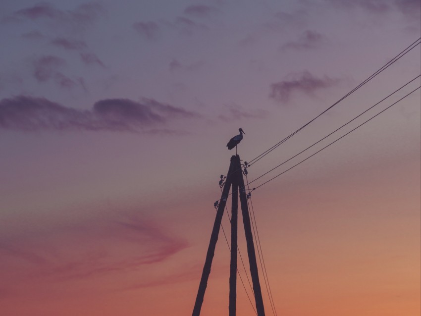 Pillar Stork Dusk Fog Dark Background