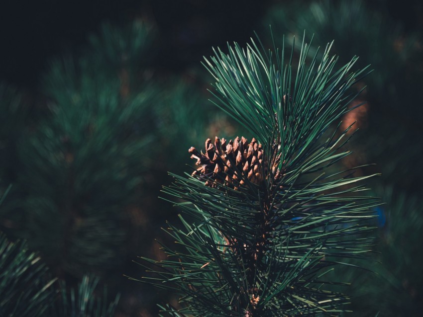 Pine Bump Needles Branch Blur Background