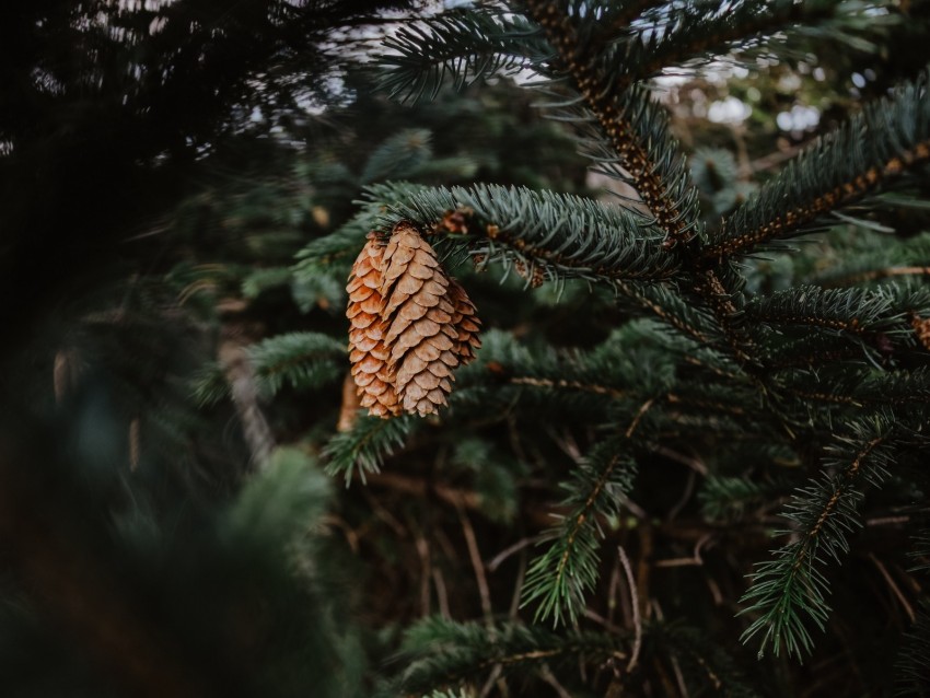 Pine Cones Needles Branch Background