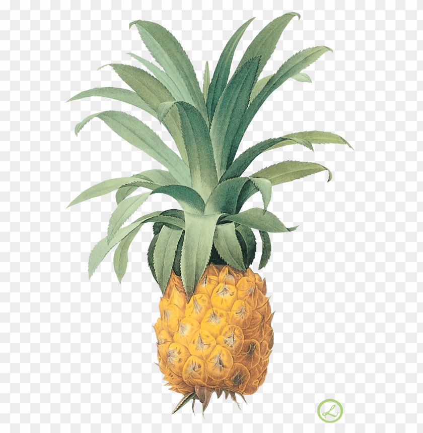 
pineapple
, 
ananas comosus
, 
coalesced berries
, 
pineapples
