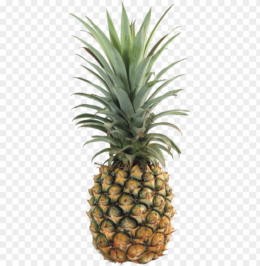 
pineapple
, 
ananas comosus
, 
coalesced berries
, 
pineapples
