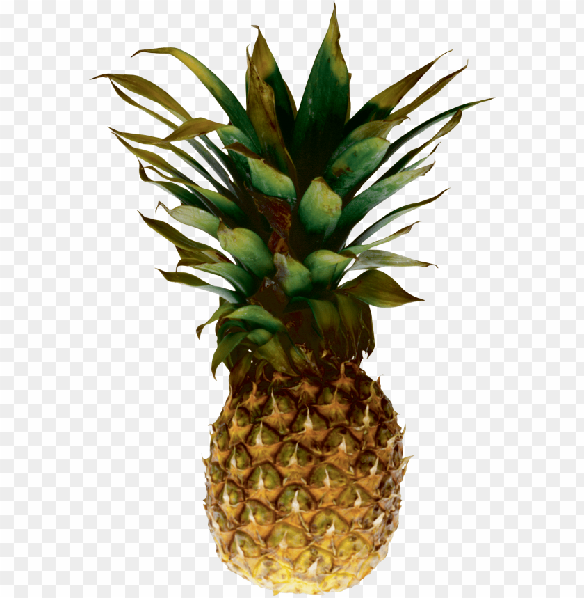 
pineapple
, 
ananas comosus
, 
coalesced berries
, 
pineapples
