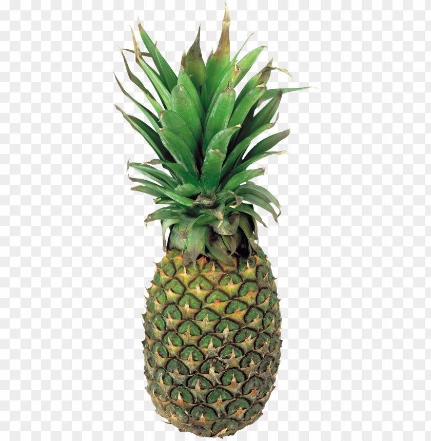 
pineapple
, 
ananas comosus
, 
coalesced berries
, 
pineapples
