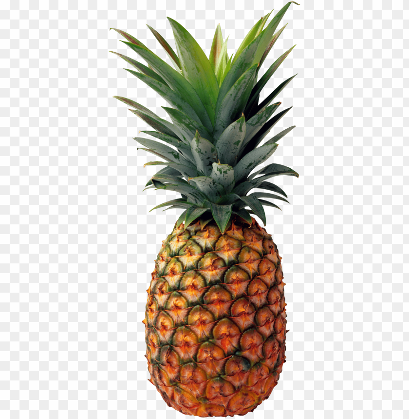 
pineapple
, 
ananas comosus
, 
coalesced berries
, 
pineapples
