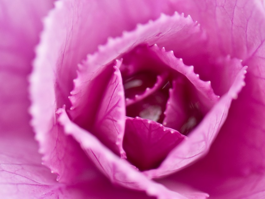 Pink Cabbage Cabbage Petals Pink Macro Closeup Background