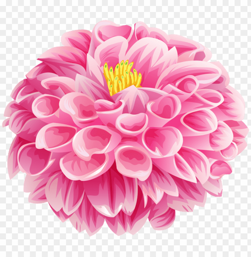 pink dahlia flower