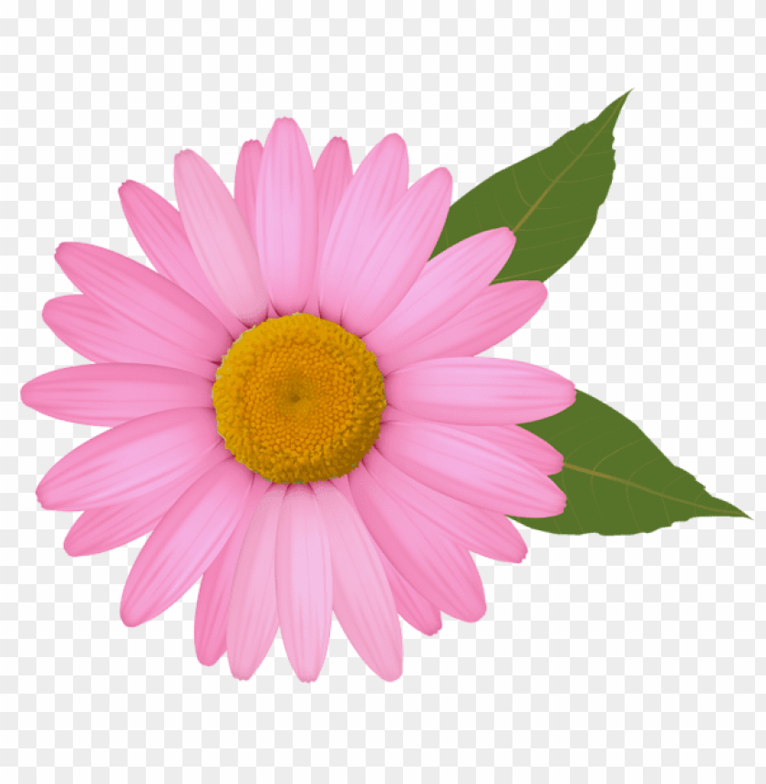 pink daisy