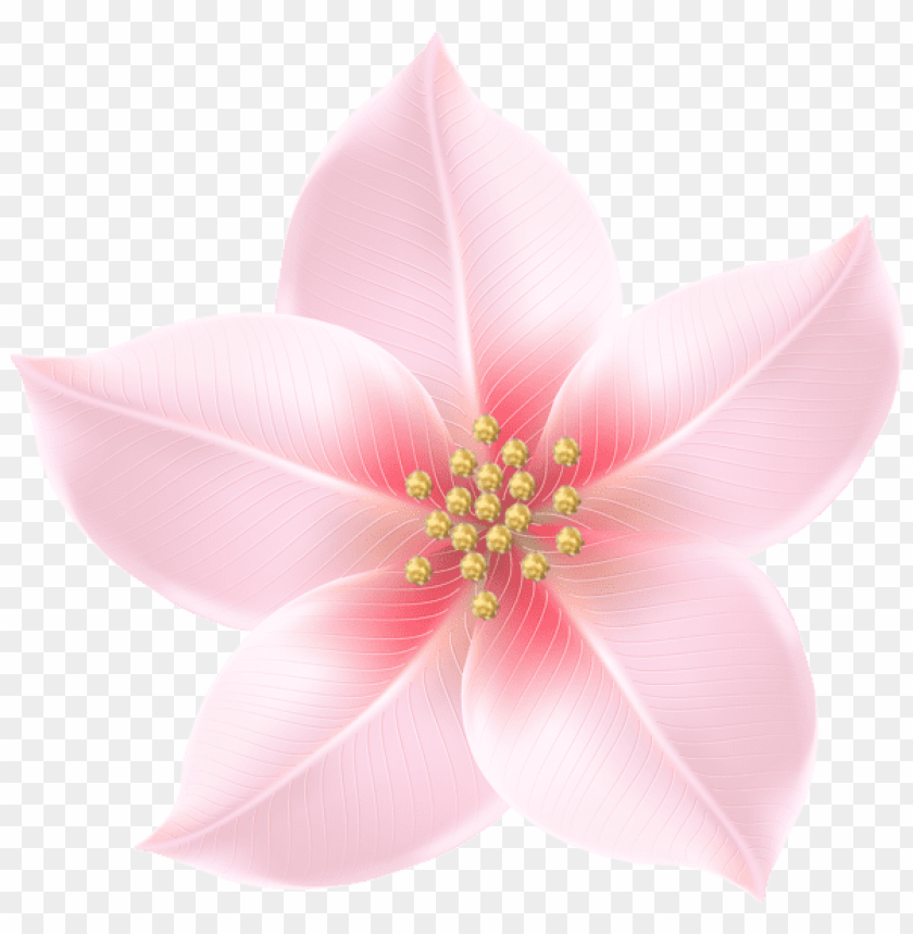 pink flower decorative transparent