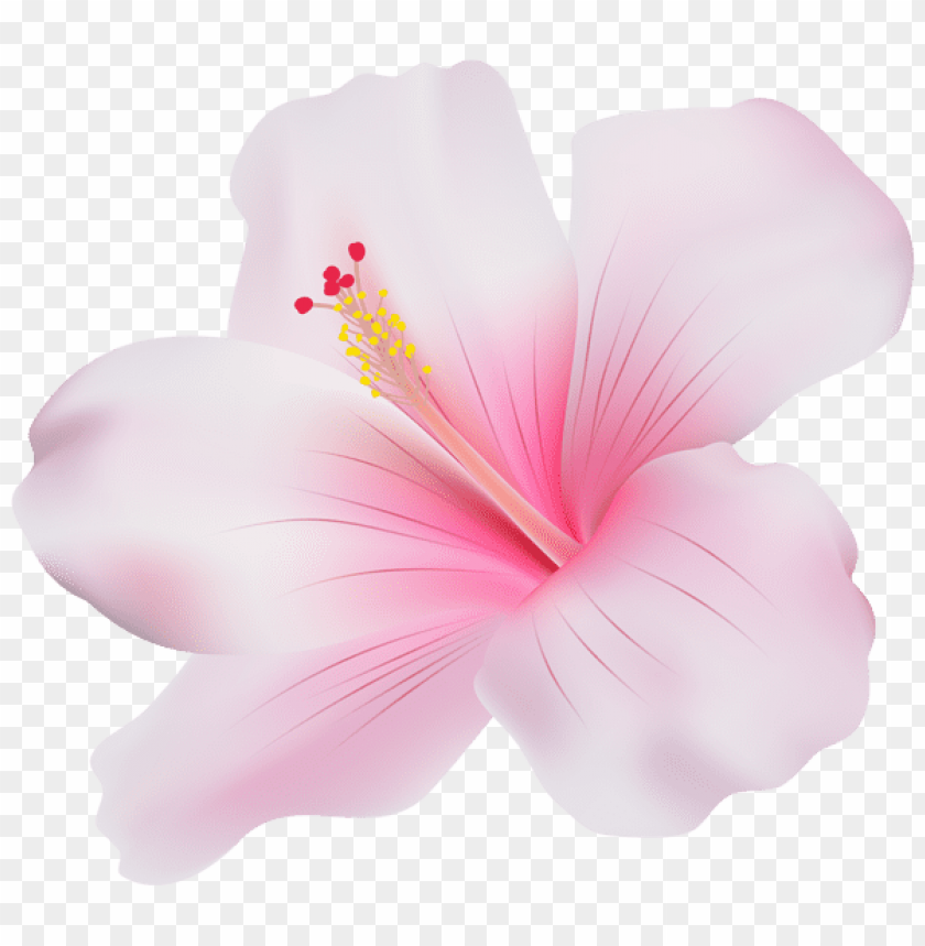 pink hibiscus