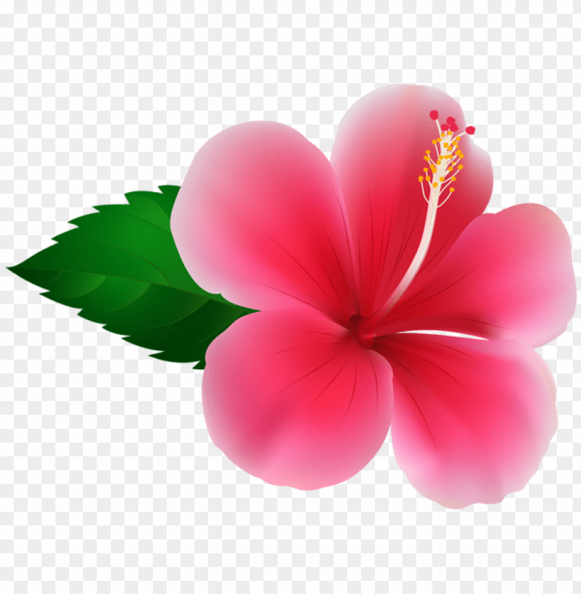 pink hibiscus