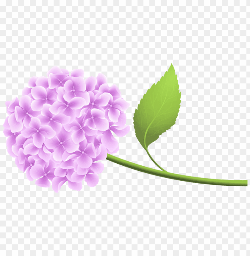 pink hortensia png