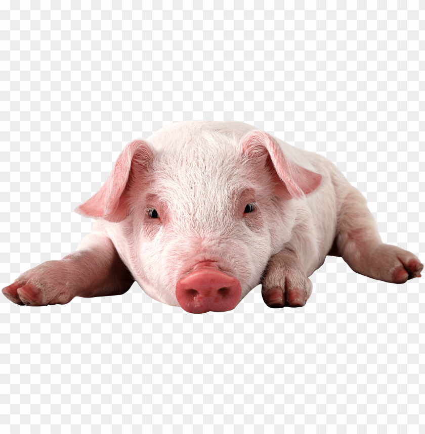 
pig
, 
animal
, 
dirty
, 
pink
, 
friendly
, 
meat
, 
food
