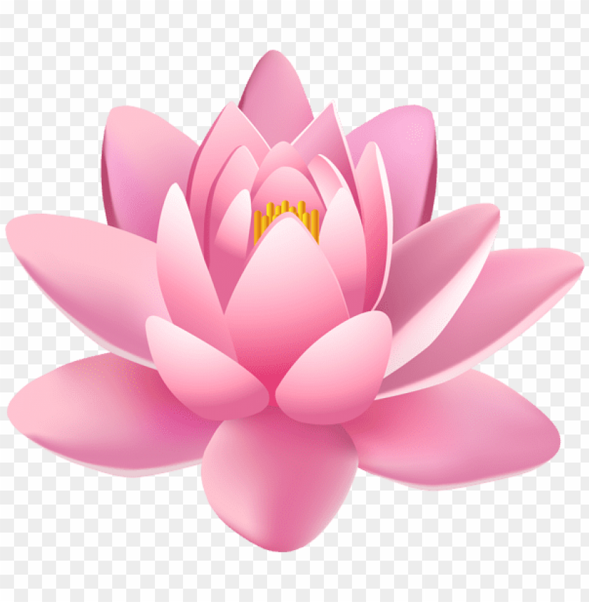 pink lily flower