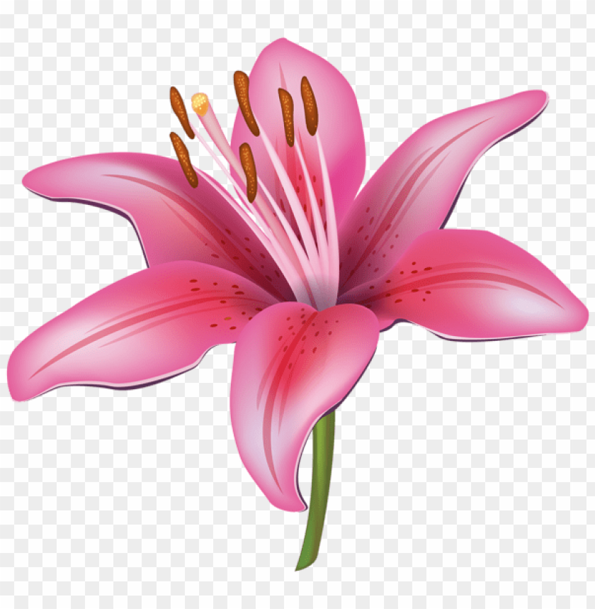 pink lily flower