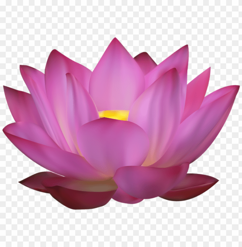 pink lotus