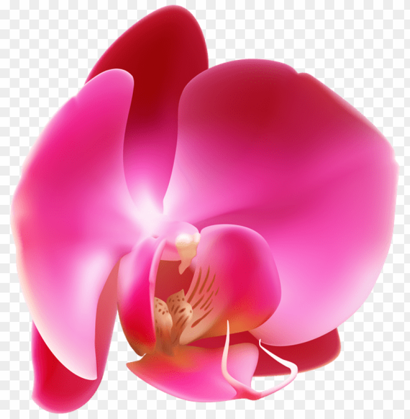 pink orchid