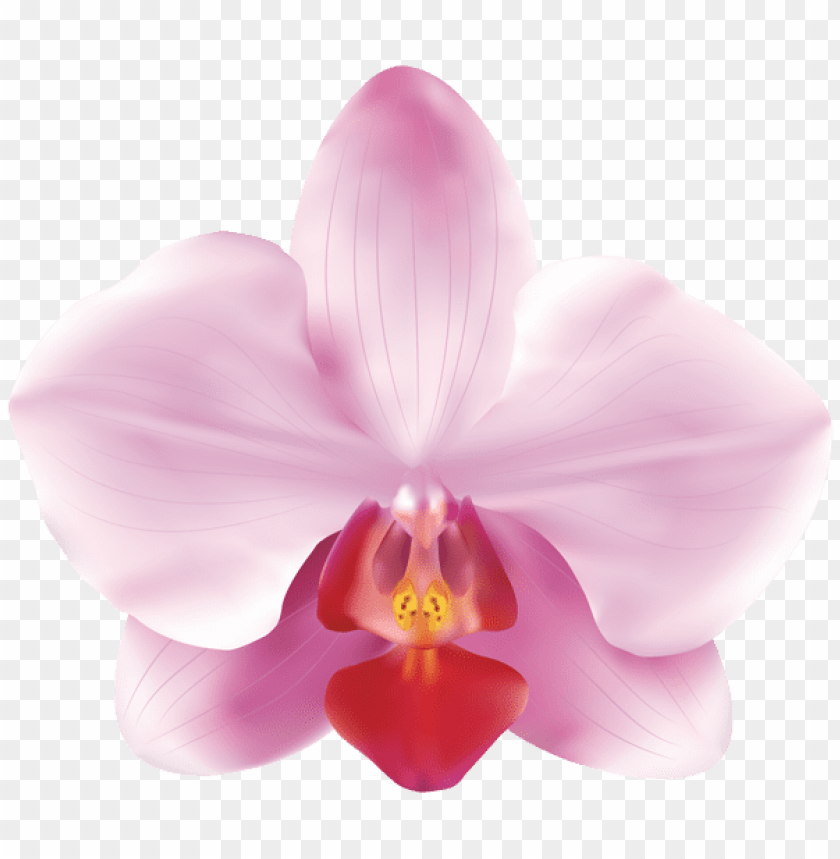 pink orchids