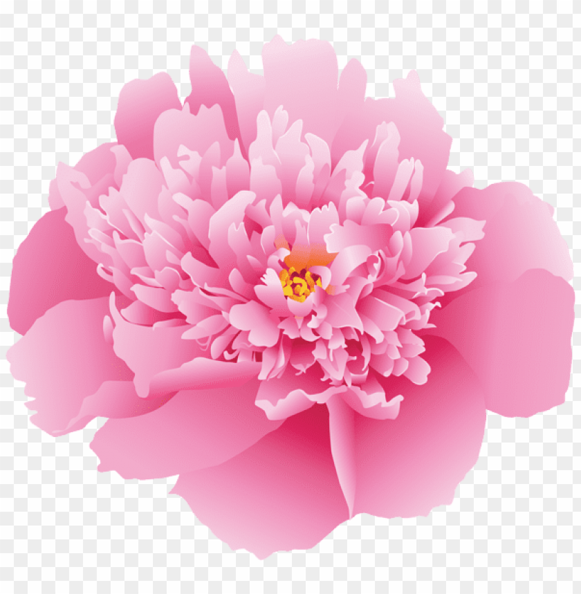 pink peony flower