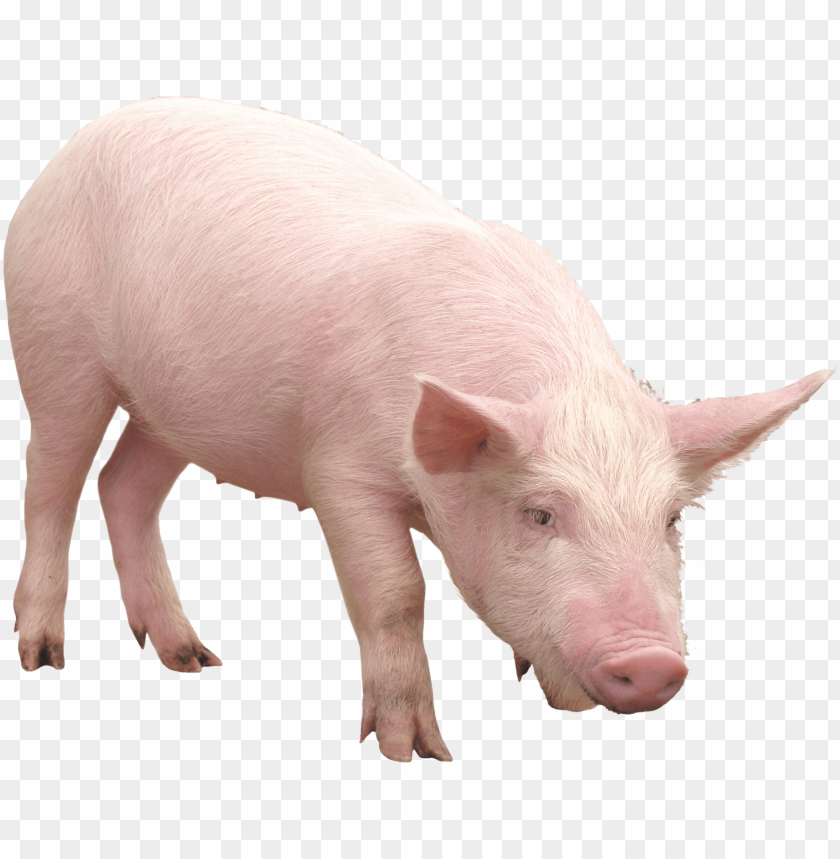 
pig
, 
animal
, 
dirty
, 
pink
, 
friendly
, 
meat
, 
food
