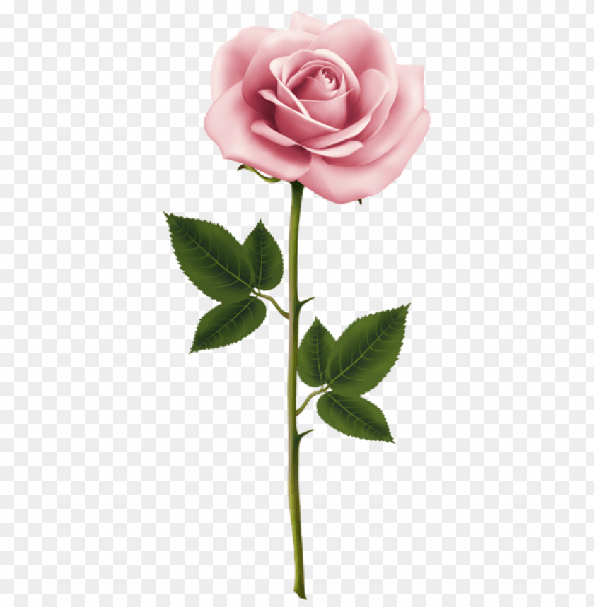 pink rose