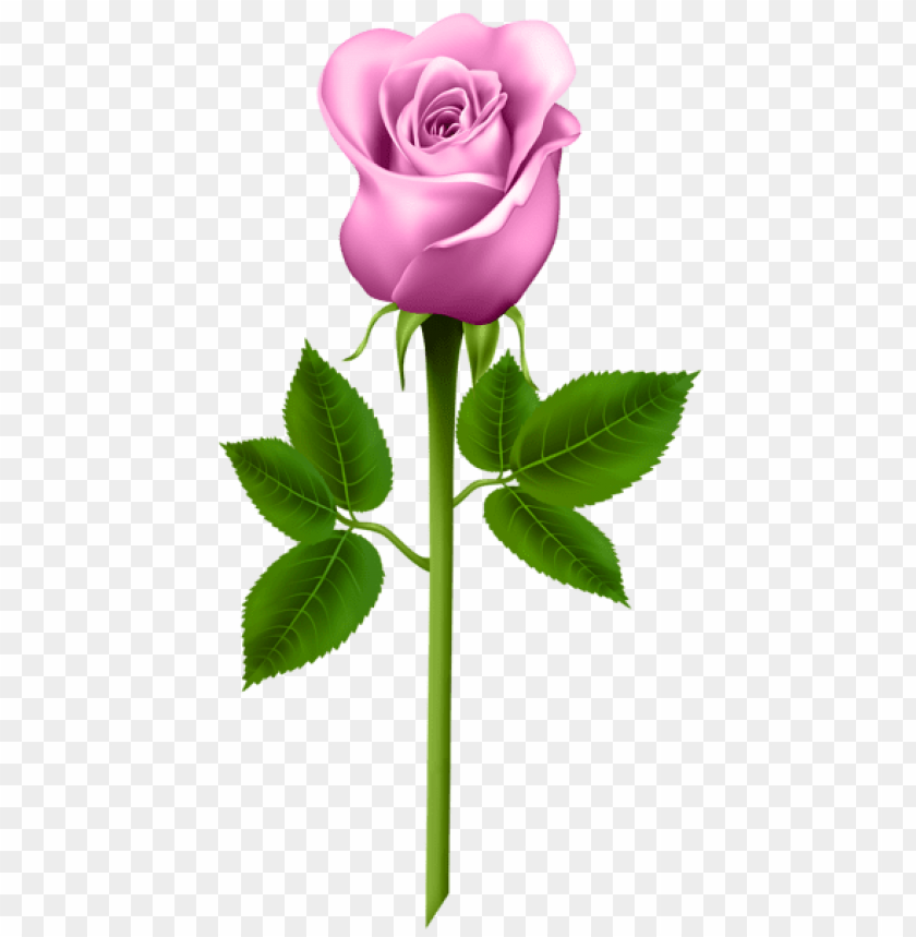 pink rose