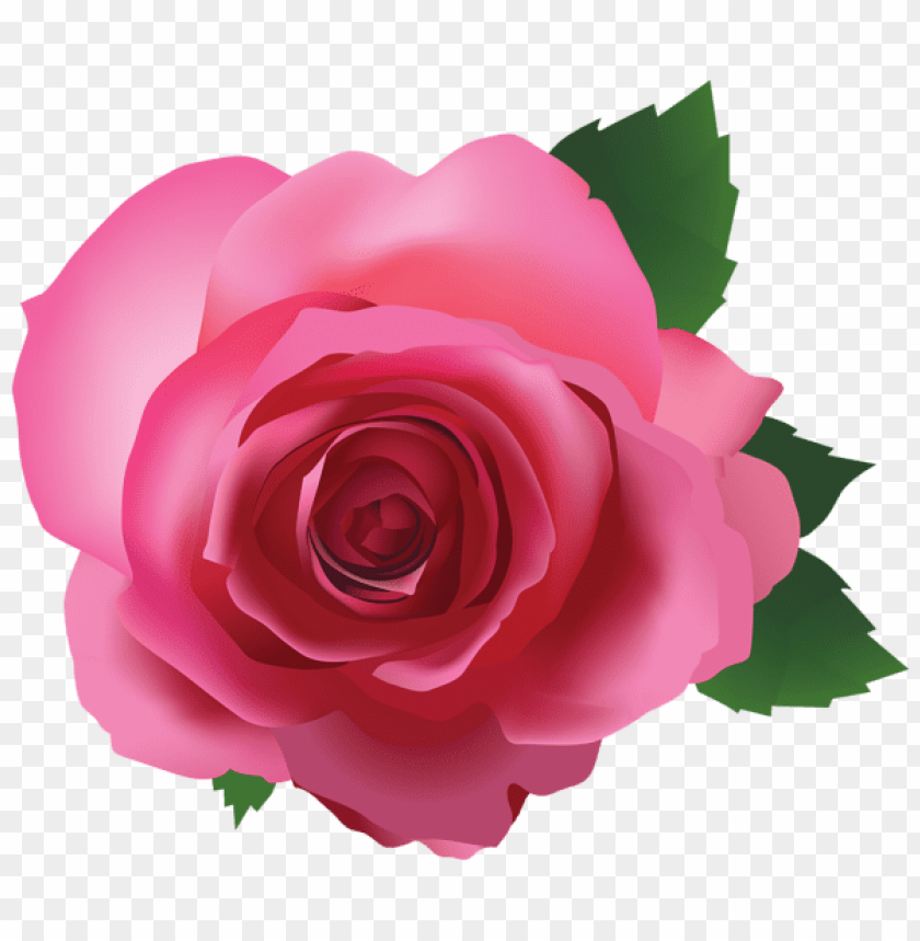 pink rose