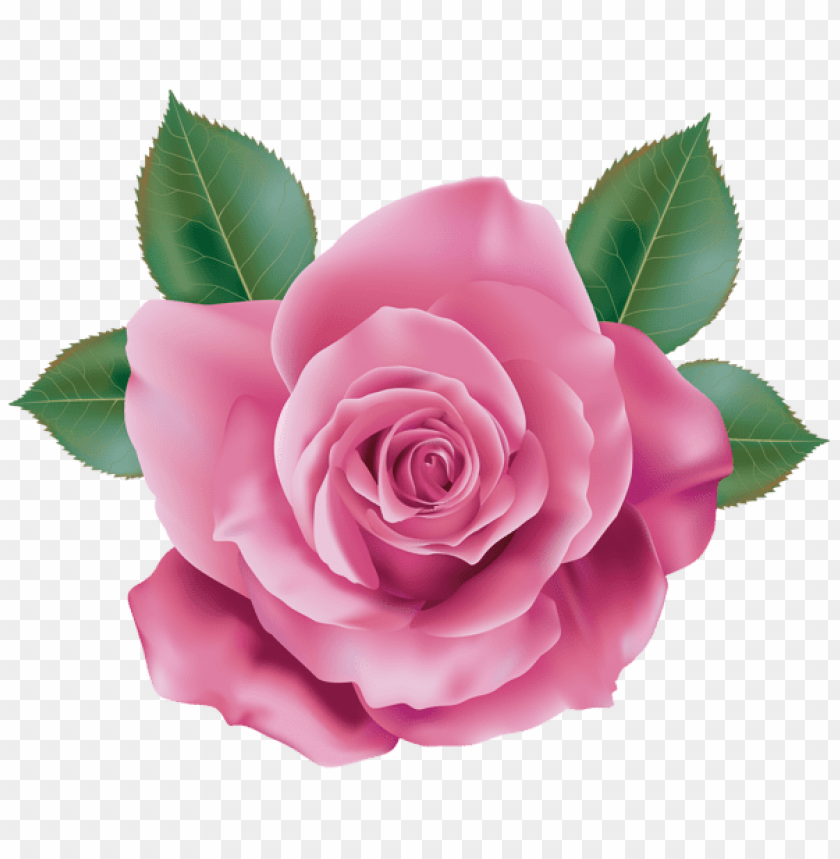 pink rose