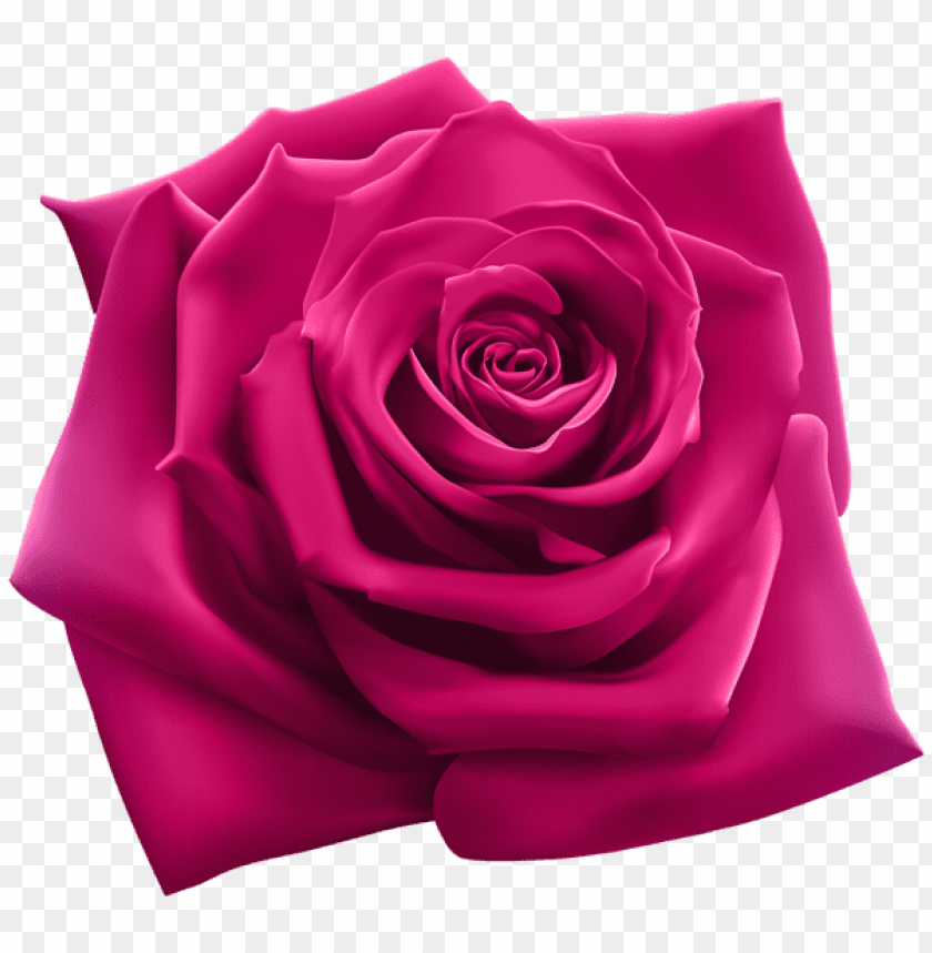 pink rose