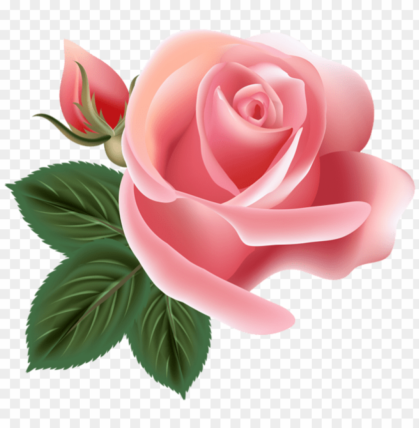 pink rose