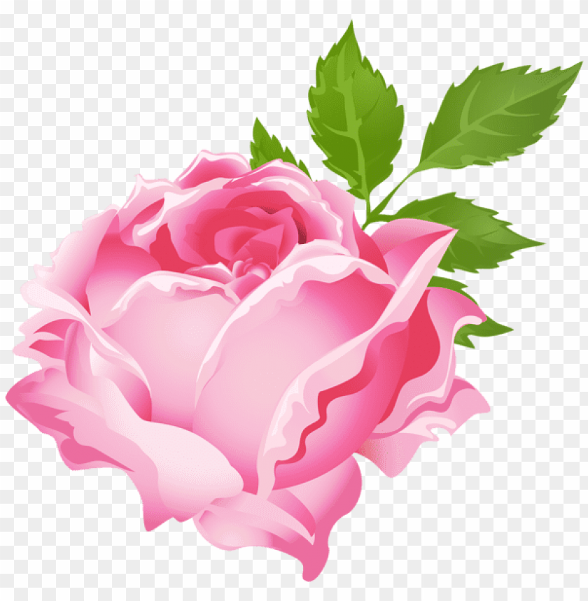 pink rose