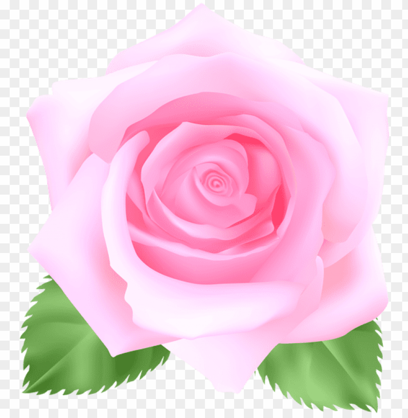 pink rose