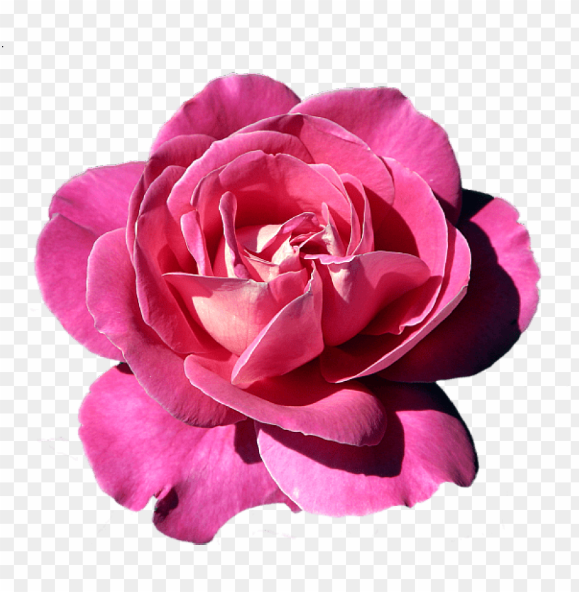 pink rose