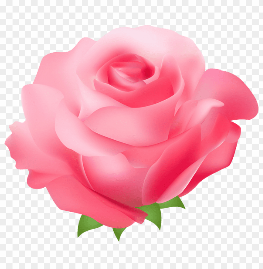 pink rose