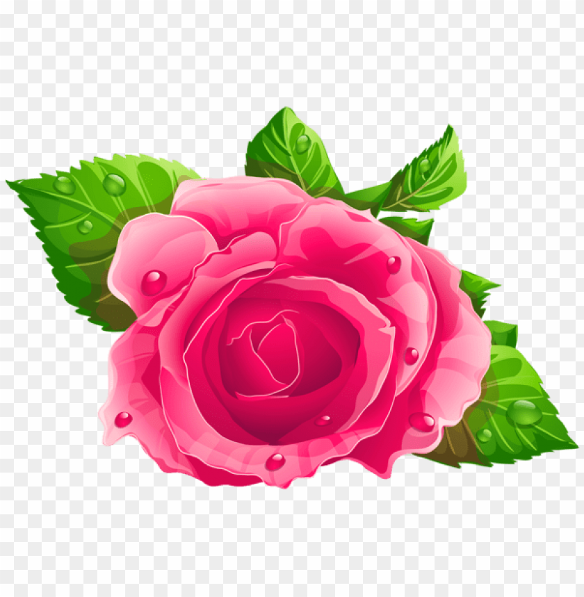 pink rose