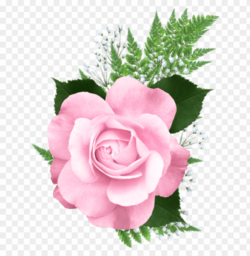 pink rose