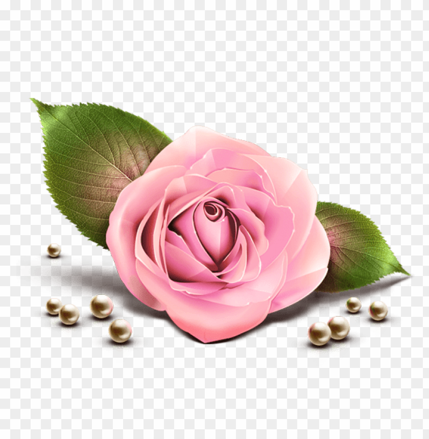 pink rose decor transparent