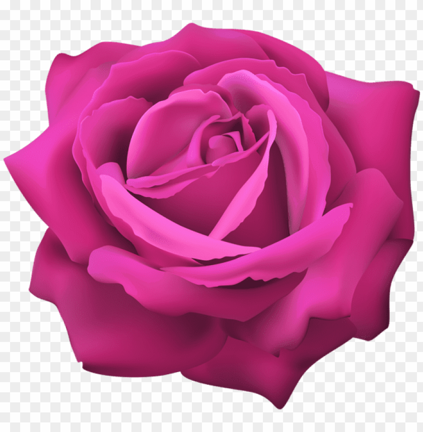 pink rose flower