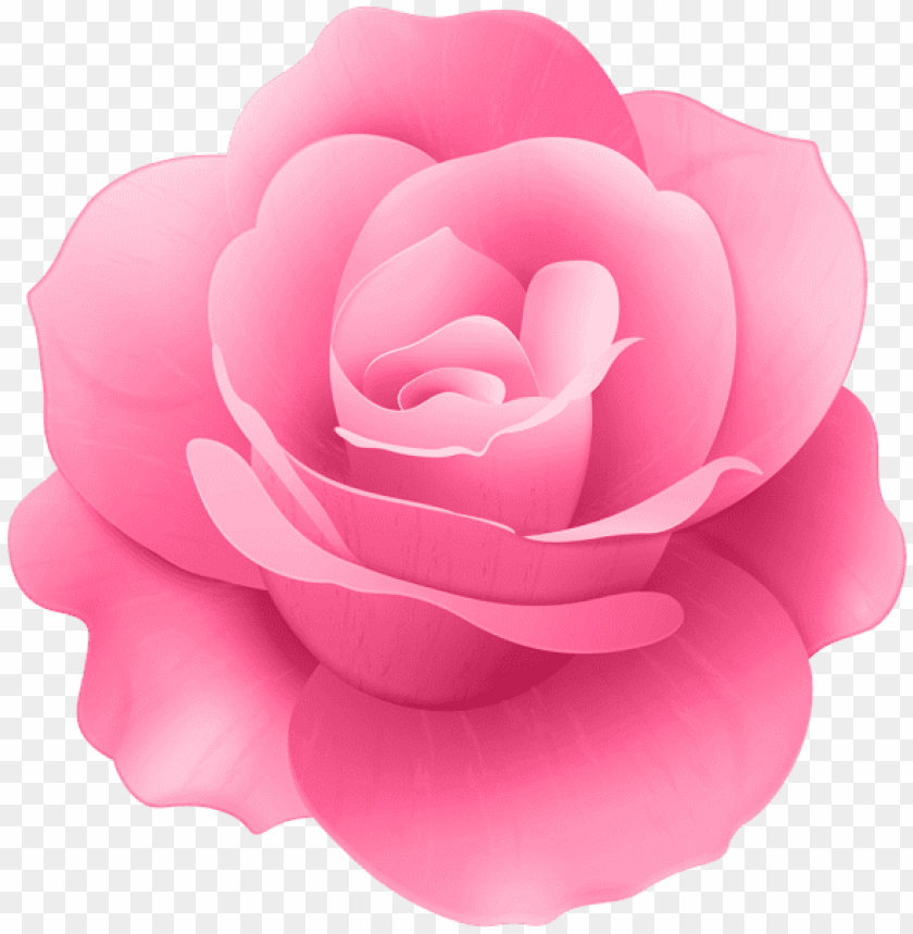 pink rose flower