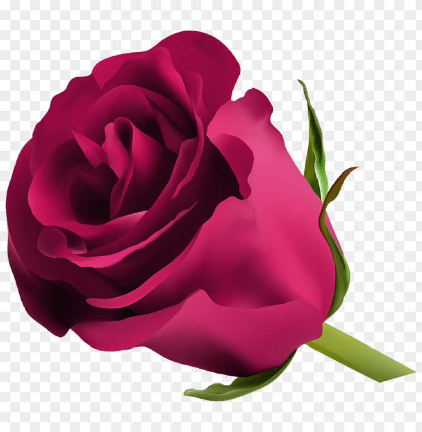 pink rose png